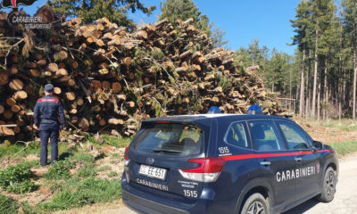 Carabinieri forestali - operazione Silvae Cosenza
