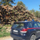 Cosenza, operazione "Silvae": raffica di sanzioni per tagli abusivi di alberi e tracciabilità del legname 70 Carabinieri forestali - operazione Silvae Cosenza