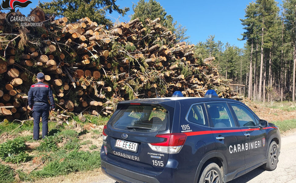 Carabinieri forestali - operazione Silvae Cosenza
