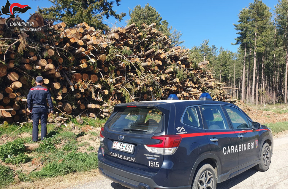Cosenza, operazione "Silvae": raffica di sanzioni per tagli abusivi di alberi e tracciabilità del legname 51 Carabinieri forestali - operazione Silvae Cosenza