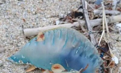 Caravella portoghese