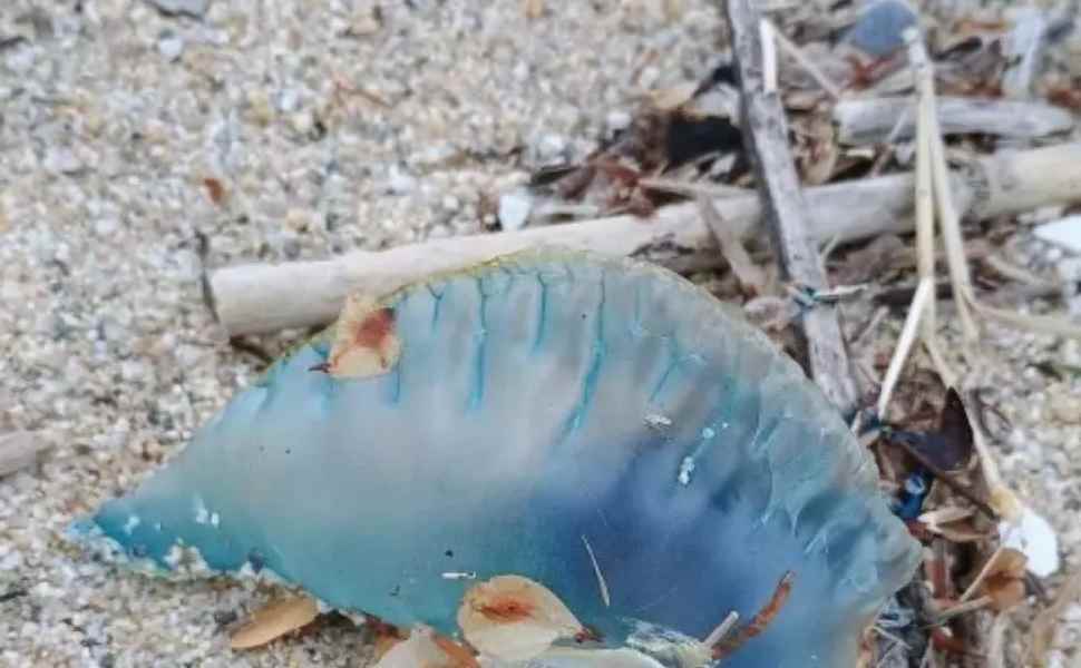 Caravella portoghese