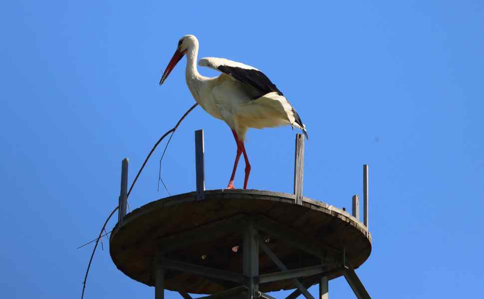 Cicogna bianca