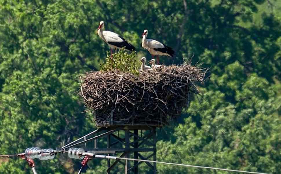 Fiocco bianco nella Valle del Crati: nati i primi piccoli di Cicogna bianca 52 Cicogna bianca