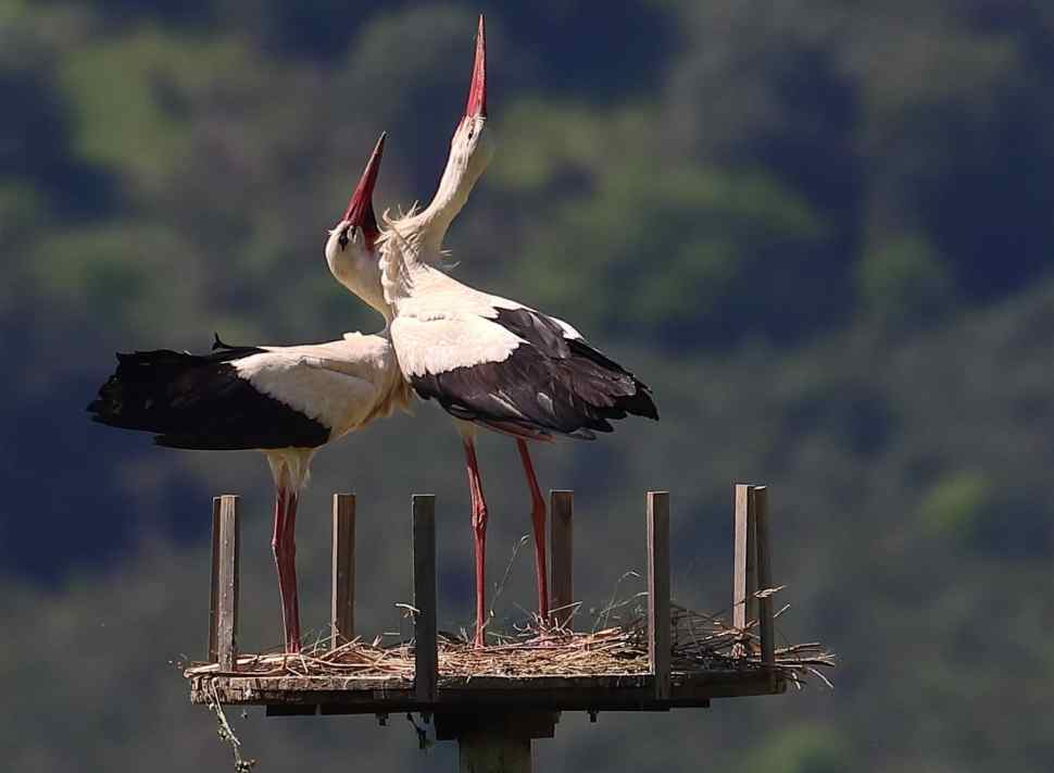 Fiocco bianco nella Valle del Crati: nati i primi piccoli di Cicogna bianca 54 Cicogna bianca 3