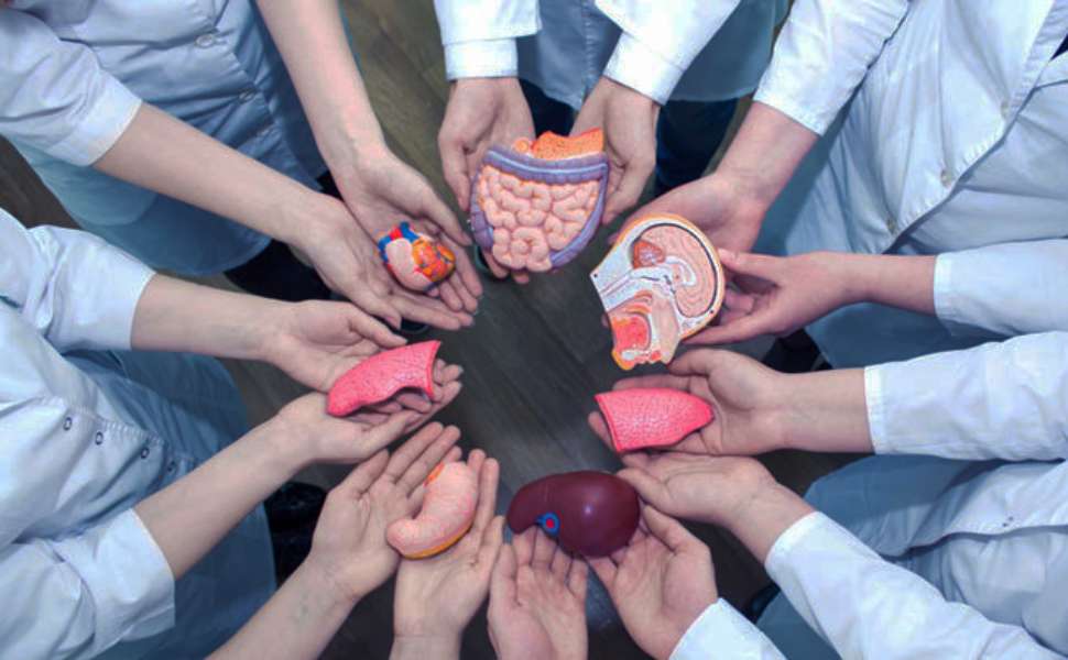 Donazione: intesa tra AIDO, AVIS e ADMO Calabria per diffondere la cultura del dono e della solidarietà 51 Donazione organi e tessuti
