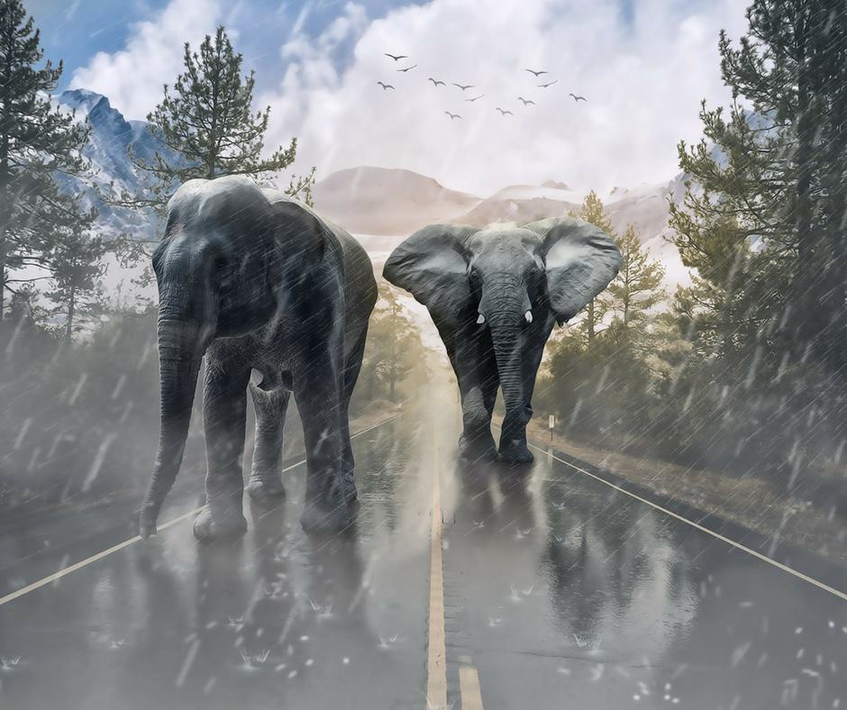 Camigliatello: nuova vita alla "Casa del Forestiero". Diventerà anche un museo per l’elefante preistorico della Sila 52 Elefante preistorico Sila