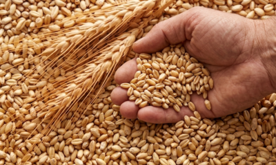 Grano Duro