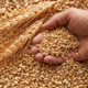 Grano Duro