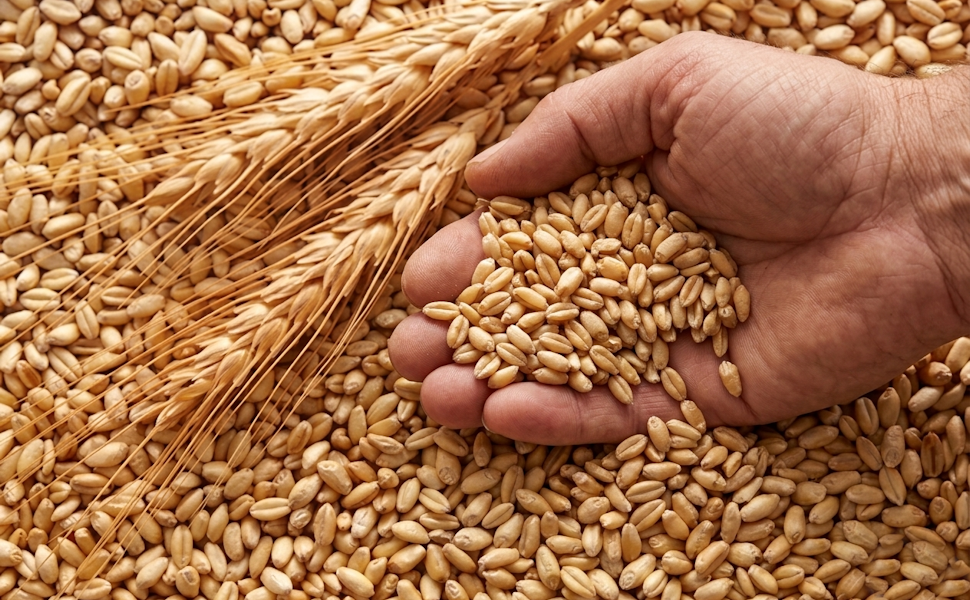 Grano Duro