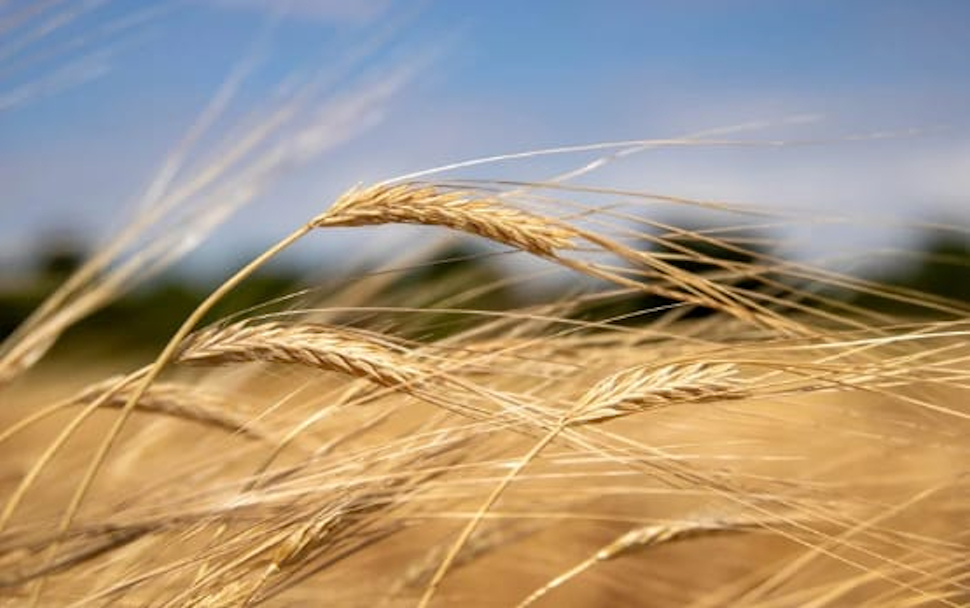 Grano Duro