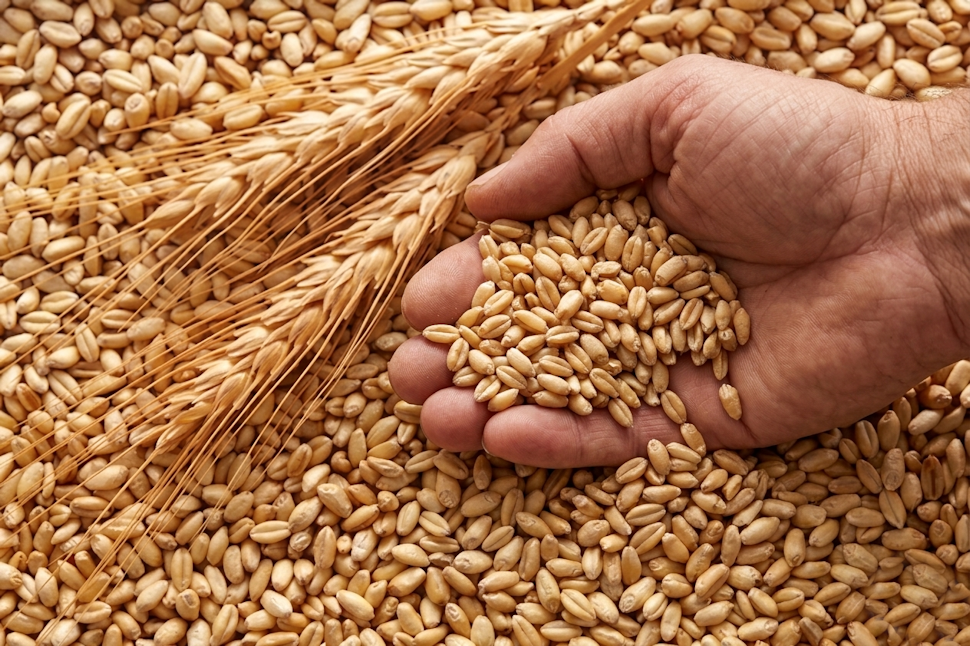 Grano Duro