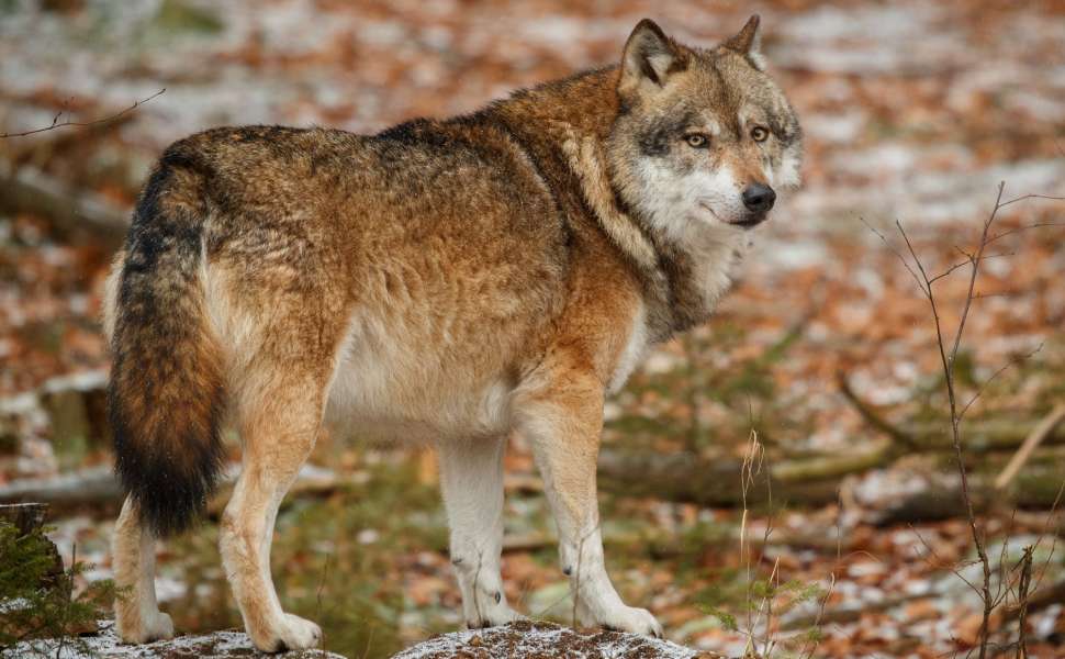 Allarme lupi in Calabria, Bruno «aziende a rischio: piano urgente e risarcimenti equi» 52 Lupi 2