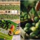 MacFrut Rimini 2026, quando il sole incontra l'innovazione: Calabria protagonista sul palcoscenico dell’ortofrutta 60 MacFrut 2026 Rimini