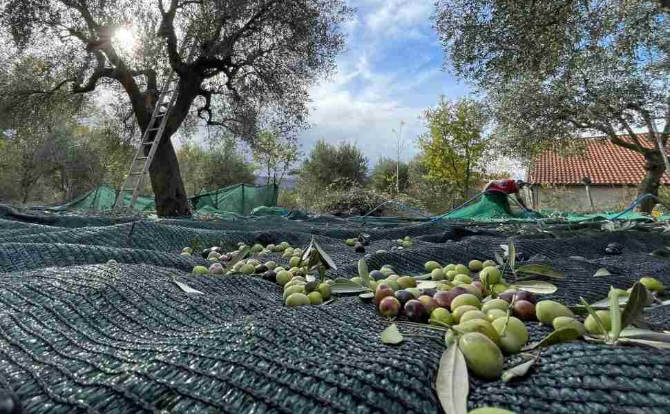 Olivicoltura_Coldiretti olio