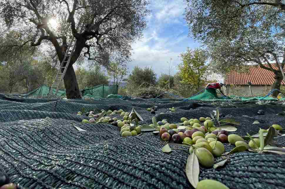 Olio calabrese sotto attacco, Coldiretti e Unaprol «controlli anti-frode e stop al sottocosto» 53 Olivicoltura_Coldiretti olio