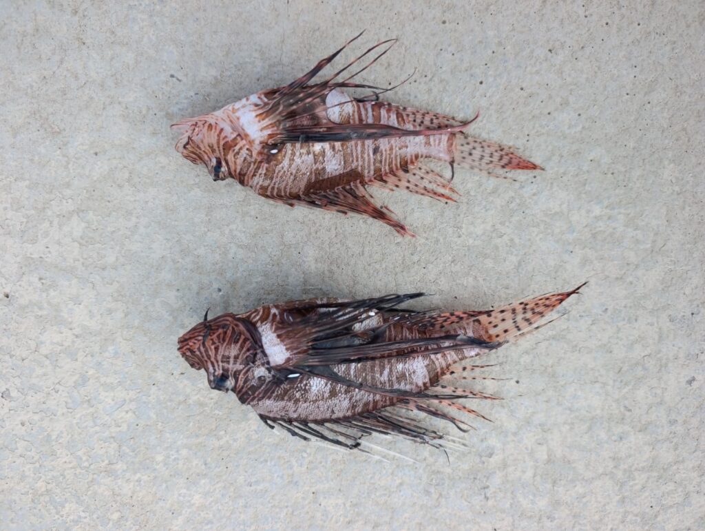 Pesce-Leone-2