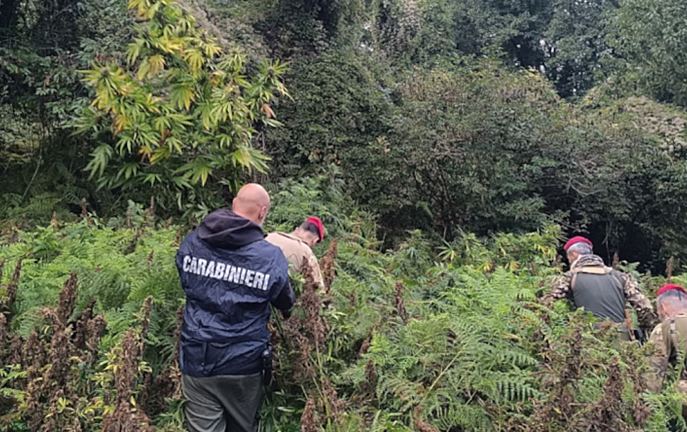 maxi operazione antidroga reventino