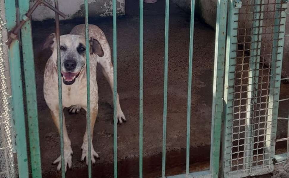 Canile di Sant’Ilario, 250 cani "soli" dopo la Cassazione: «chi se ne sta occupando?» 52 cani canile 02