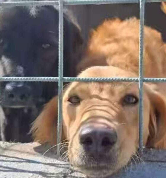 Allarme canili: oltre 14mila cani rischiano la reclusione a vita. Calabria tra le regioni più a rischio randagismo 56 cani canili