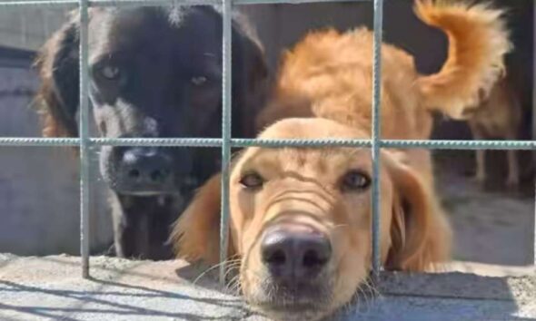 cani canili