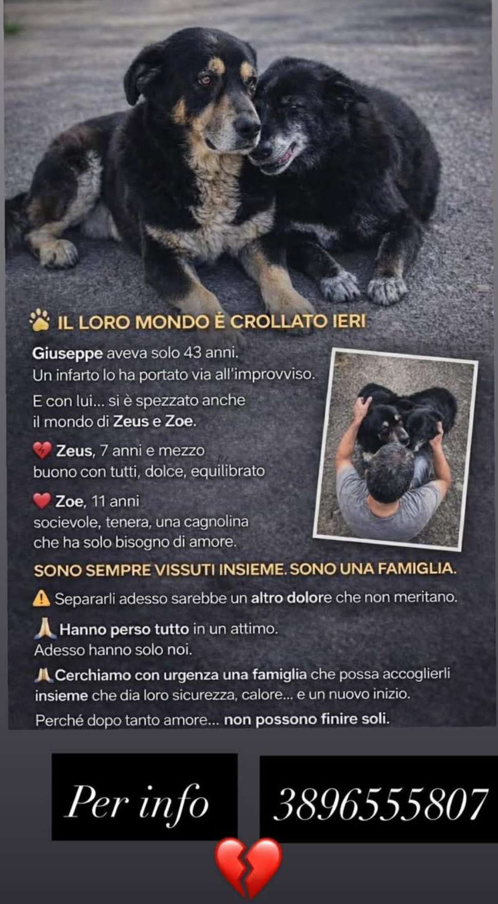cani da adottare Zeus e Zoe 02