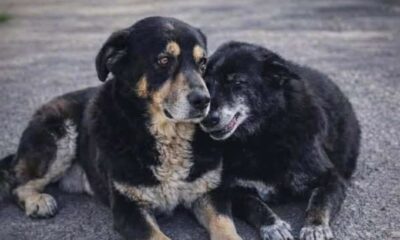 cani da adottare Zeus e Zoe