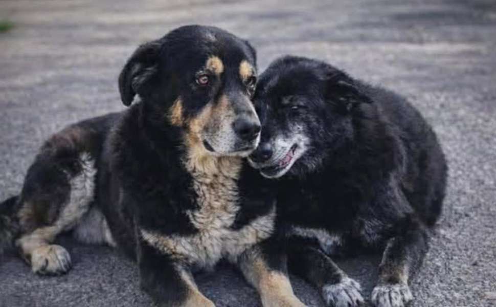 cani da adottare Zeus e Zoe