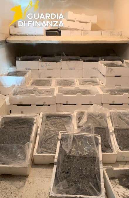 Fermato sulla Statale 106 nel Cosentino con 250 chili di novellame di sarda: sequestro e sanzioni 52 novellame sarda sequestro finanza cosenza 02