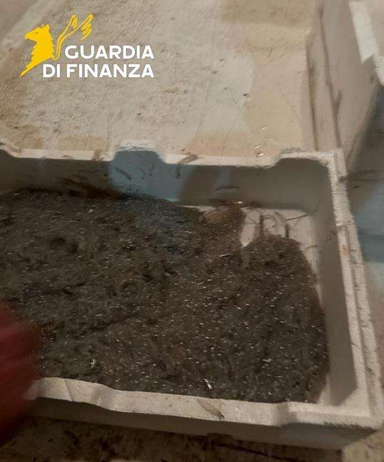 Fermato sulla Statale 106 nel Cosentino con 250 chili di novellame di sarda: sequestro e sanzioni 53 novellame sarda sequestro finanza cosenza 03