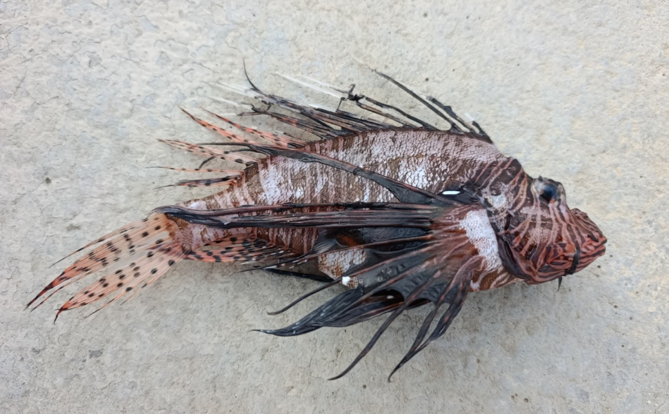 pesce-leone-calabria-crotone-pesce-killer