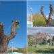 scalea alberi capitozzature 01