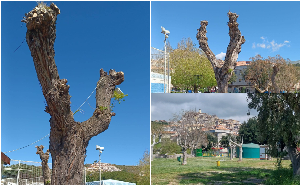 scalea alberi capitozzature 01