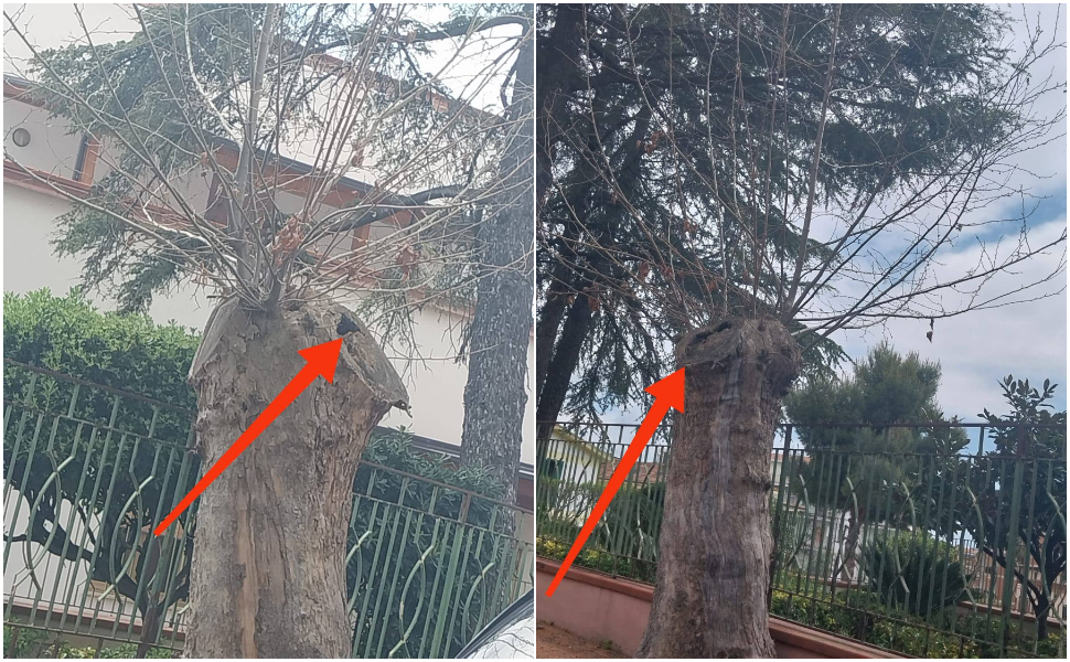 scalea alberi capitozzature 03