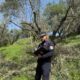 Potature illegali e 280 ulivi abbattuti senza autorizzazione: multe fino a 120mila euro 56 ulivi squillace carabinieri