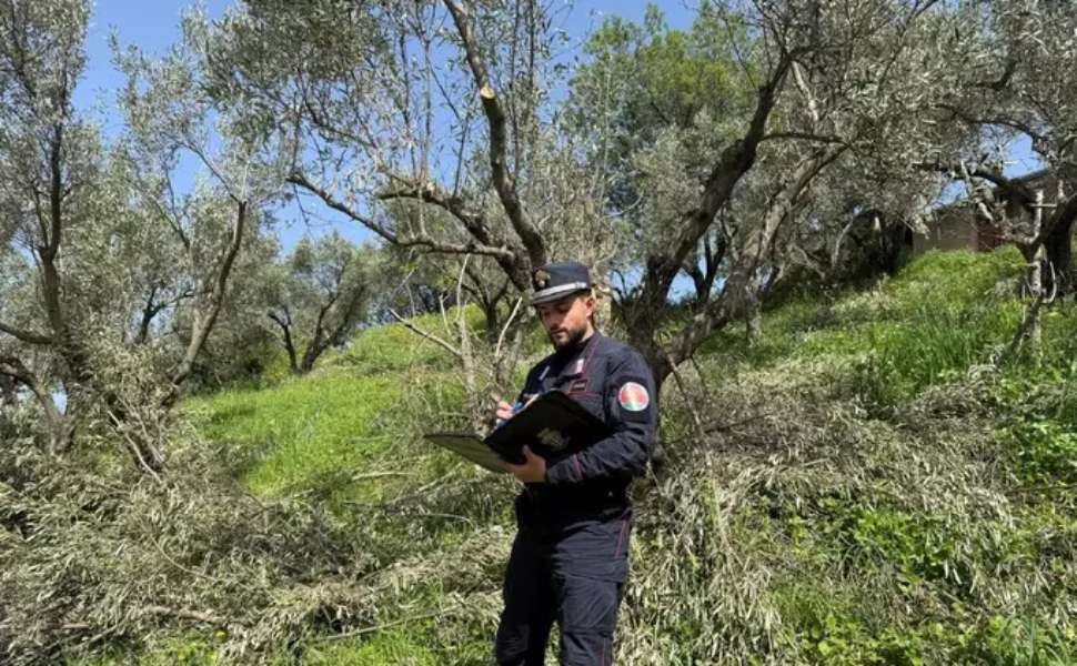 ulivi squillace carabinieri