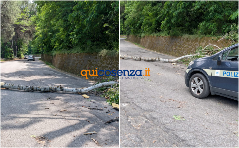 Paura a Cosenza: crolla un albero nei pressi del Cimitero, sfiorata un'auto in transito 52 Albero Crollato Cosenza Cimitero