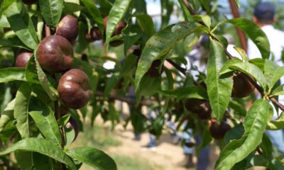 Agrintesa-nettarine-Castrovillari