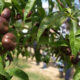 Agrintesa-nettarine-Castrovillari