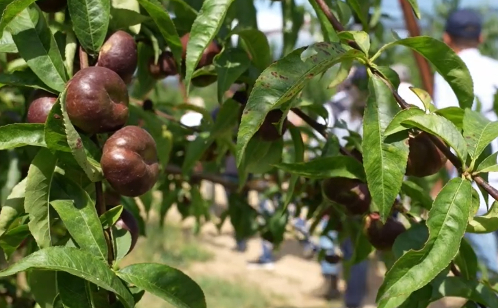 Agrintesa-nettarine-Castrovillari