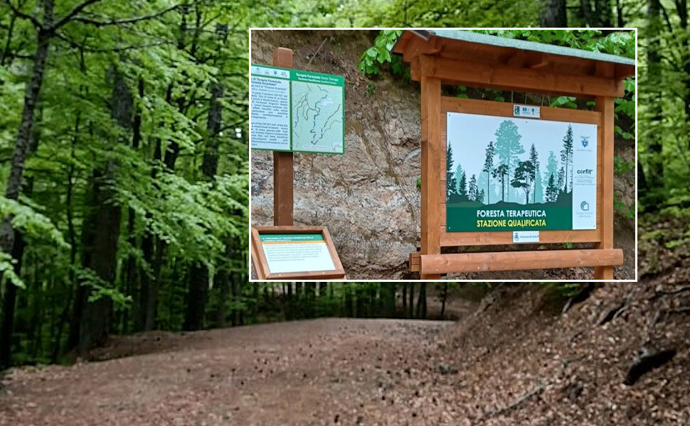 Celico Parco Nazionale della Sila sentiero terapeutico “Foresta Incantata”