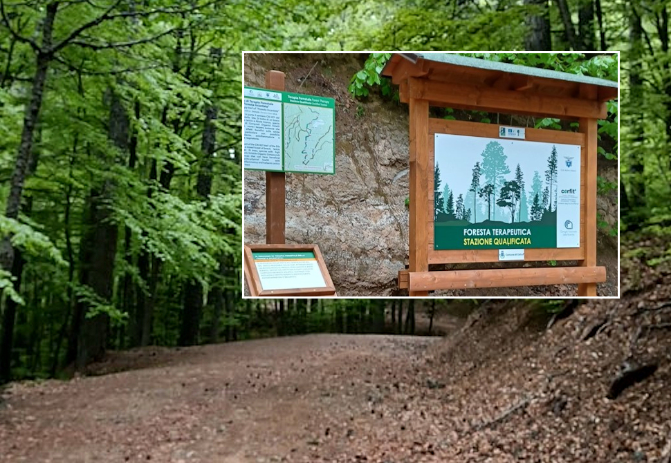 Nel Parco Nazionale della Sila sarà inaugurato il suggestivo sentiero terapeutico “Foresta Incantata” 51 Celico Parco Nazionale della Sila sentiero terapeutico “Foresta Incantata”