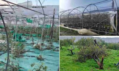 Cicloni danni agricoltura maltempo