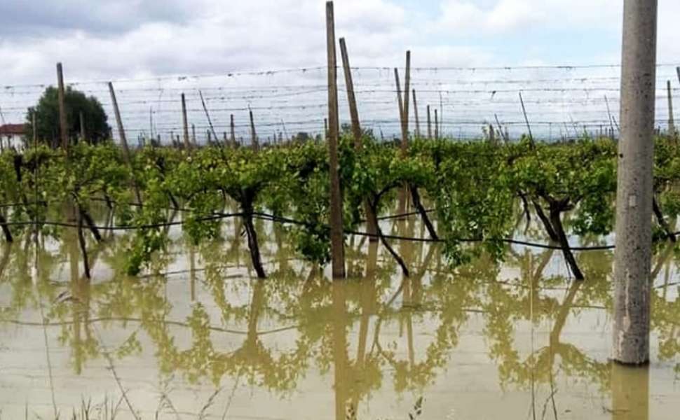 Calamità naturale per i cicloni Harry e Nils, danni fino al 70%. Regione approva la declaratoria 52 Cicloni danni colture