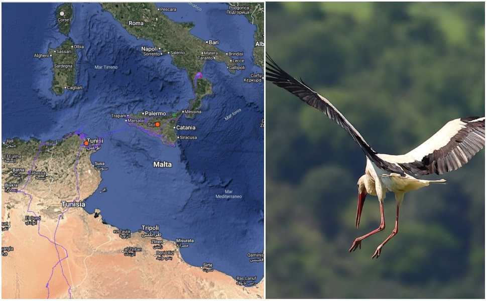 Cicogna_Calabria