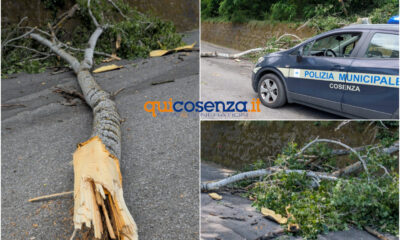 Crolla un albero Cosenza cimitero