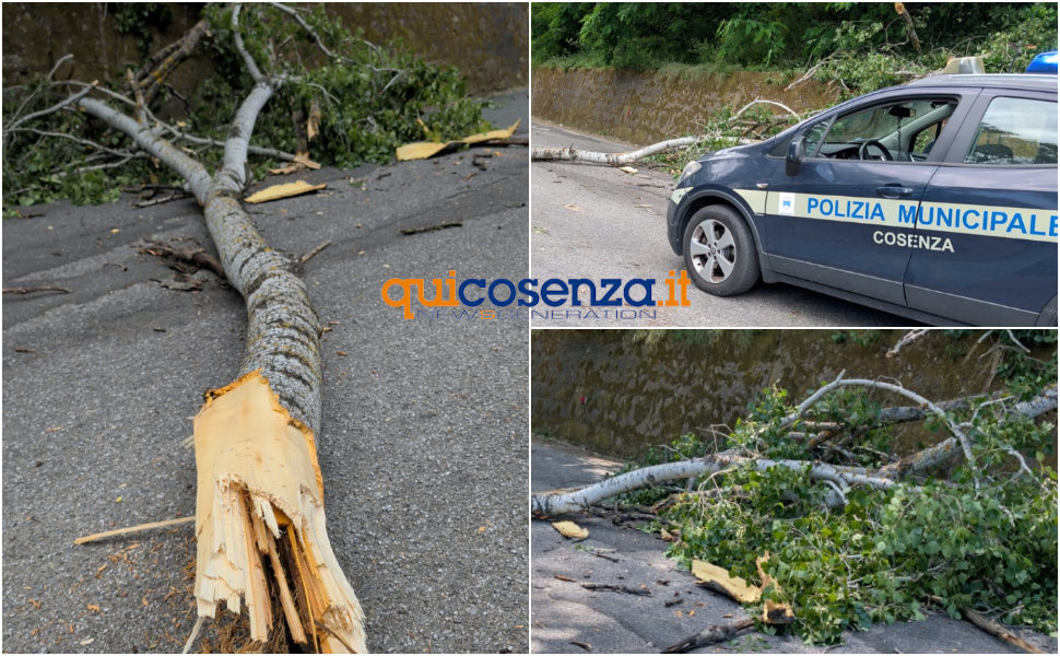 Crolla un albero Cosenza cimitero