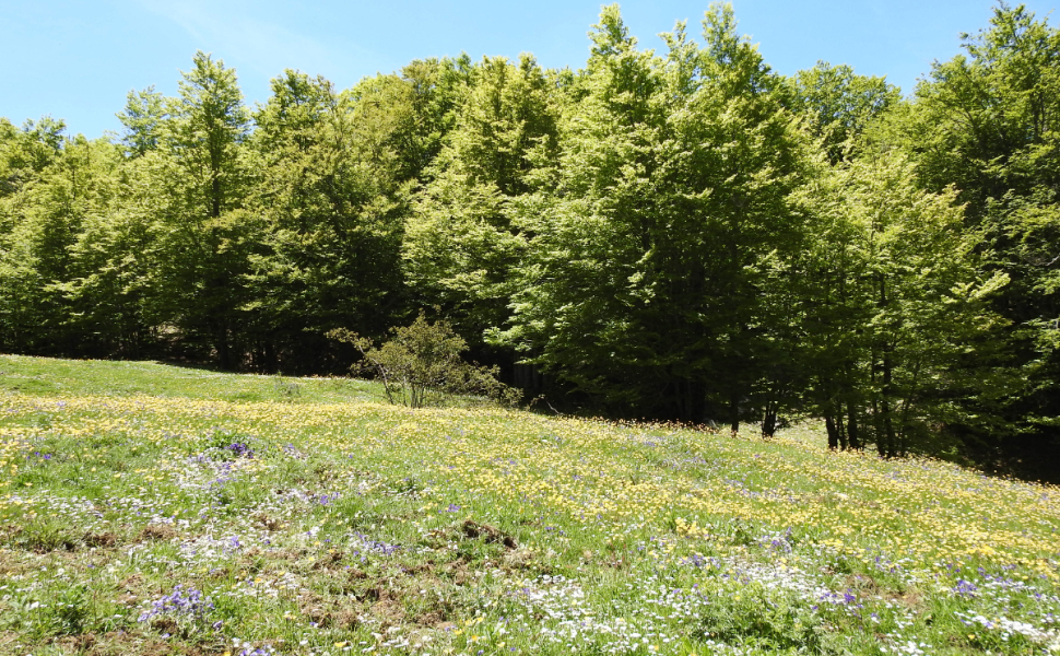 Calabria: finanziati 10 progetti per biodiversità e ripristino ambientale da 7,8 milioni di euro 52 Piano nazionale di ripristino della natura Calabria