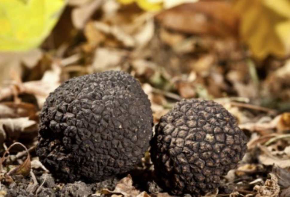 Tartufo