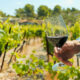 Il Sabato del Vignaiolo_rende